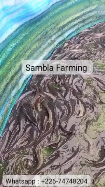 @Sambla Farming