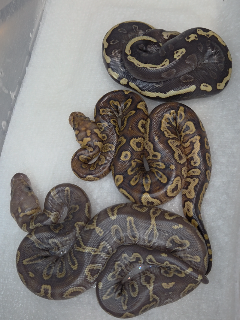 @Rikers Reptiles