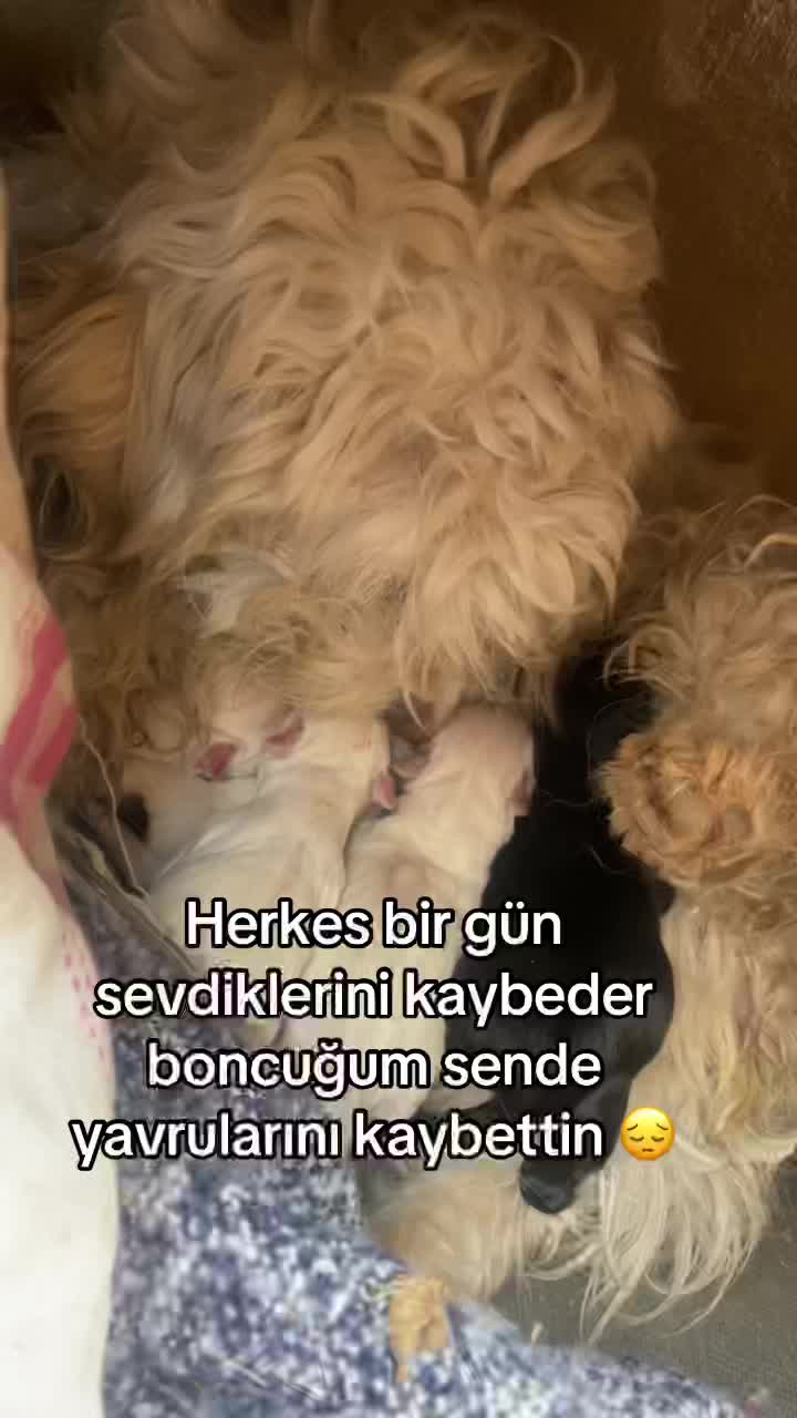@H&uuml;rriyet Boray