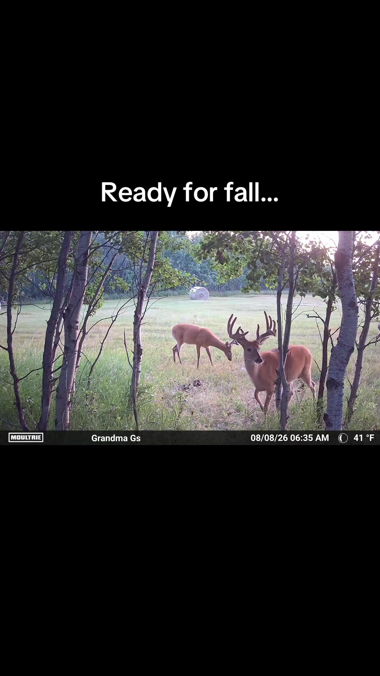 @Moultrie