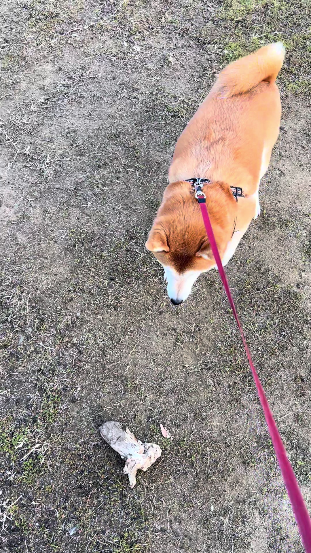 @柴犬虎徹
