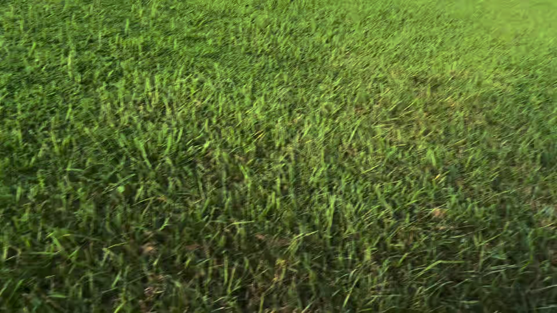 @K9.corporal