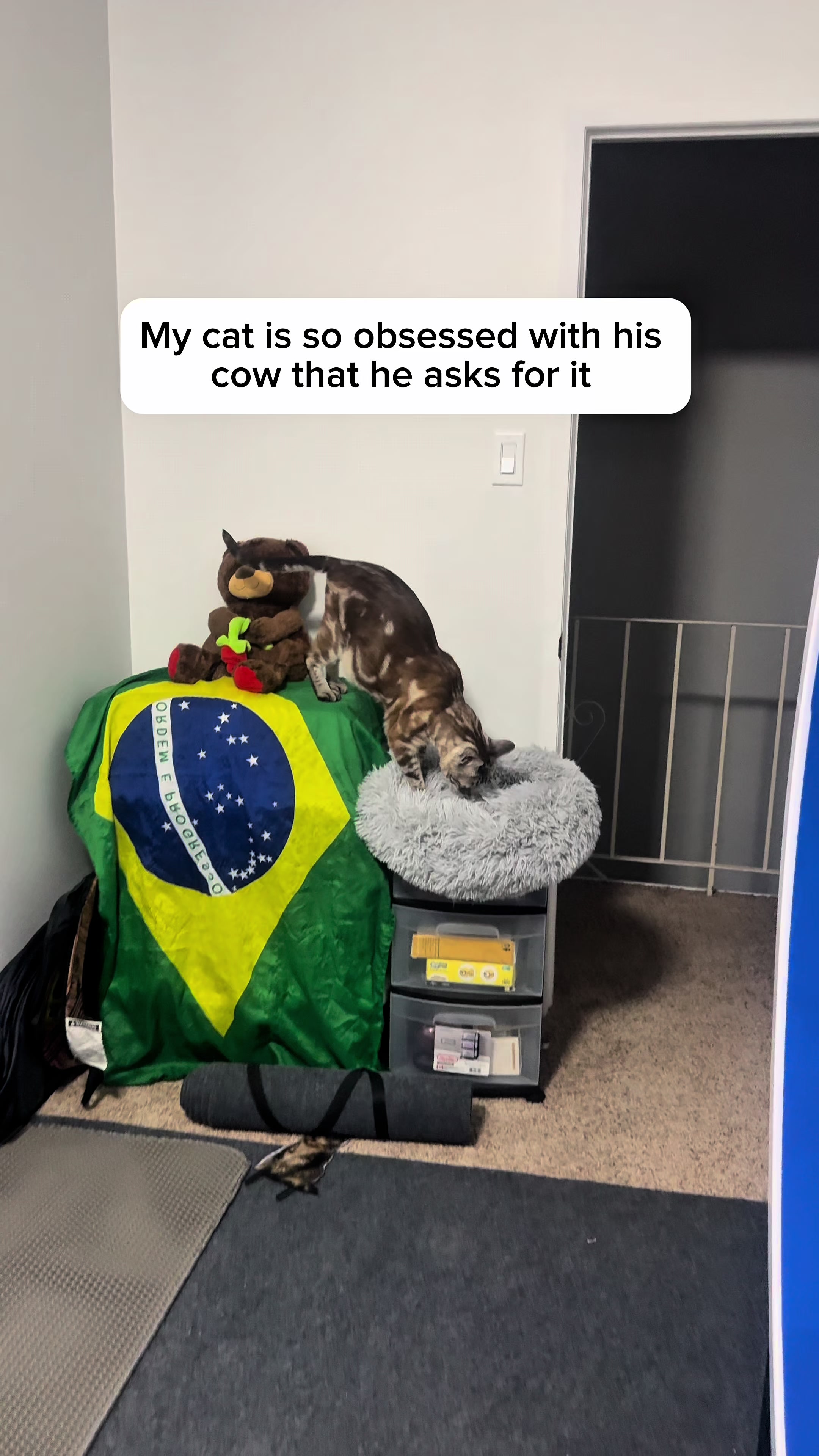 @Three Nawty Cats