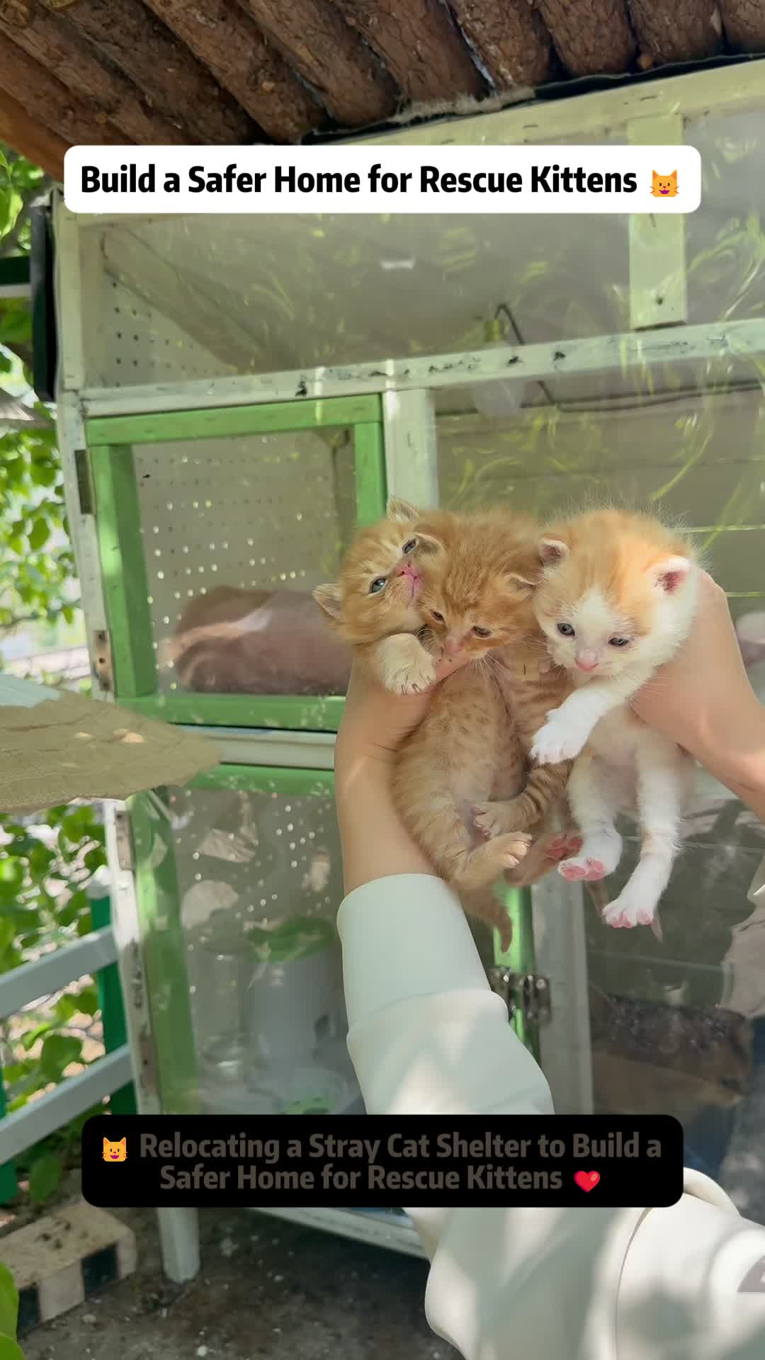 @Stray Cat Talkz