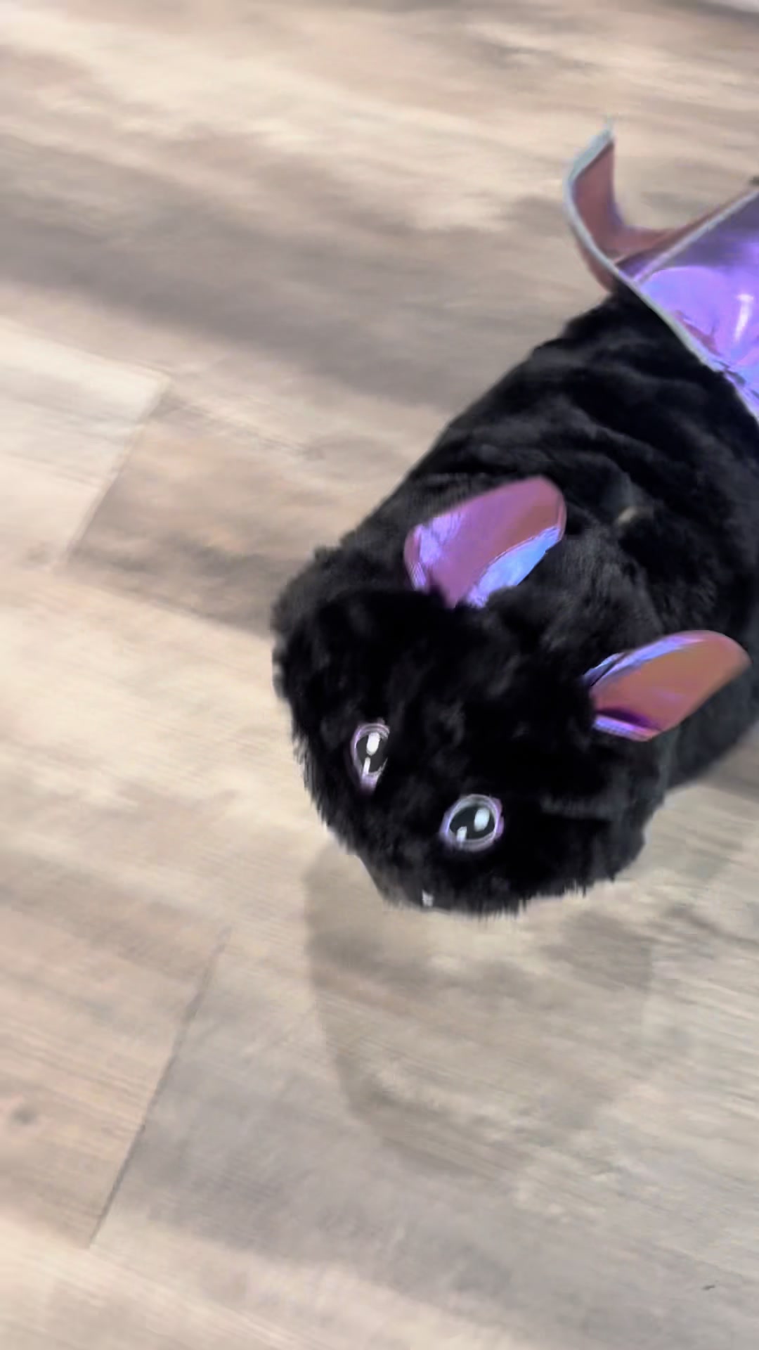 @Rocki the Pug ๐ถ