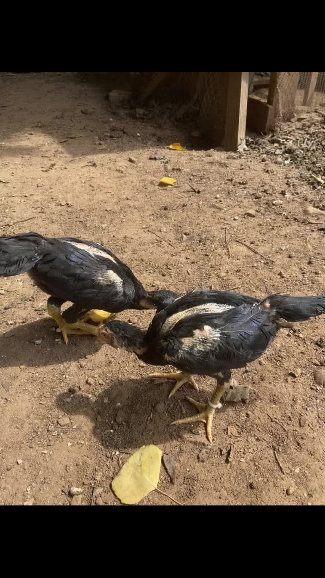 @qaibyur