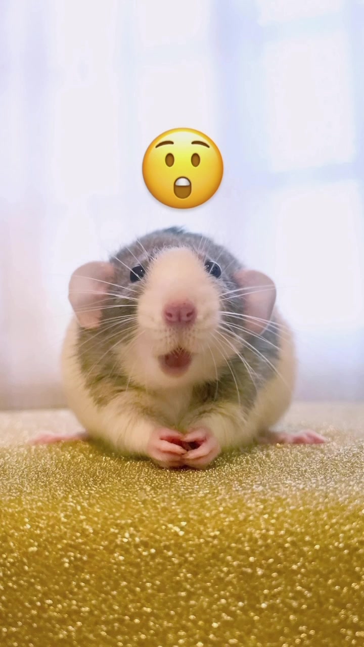 @RatsHaveFeelingsToo