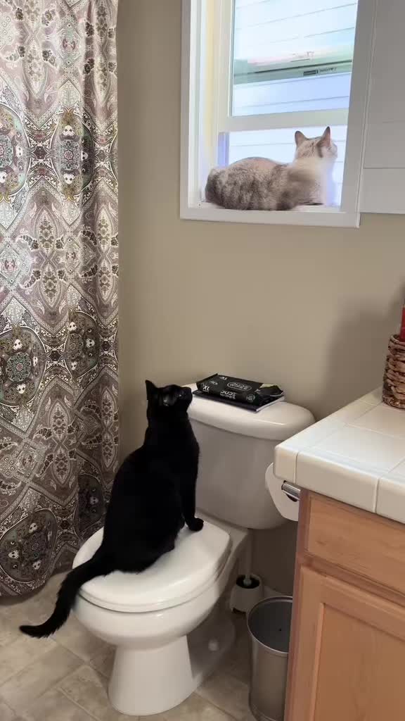 @furtastic4cats