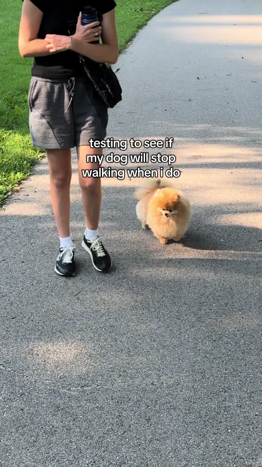 @Keanu the Pomeranian