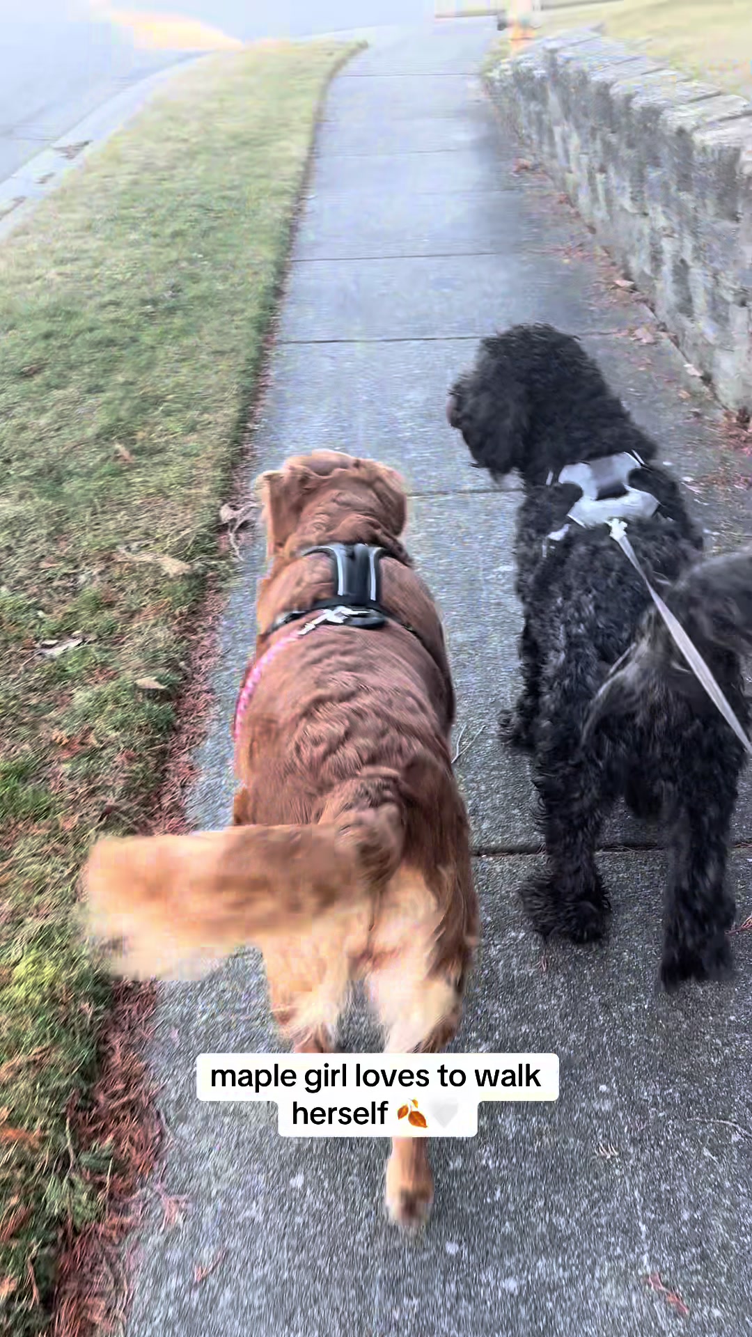 @LennyAndMaple