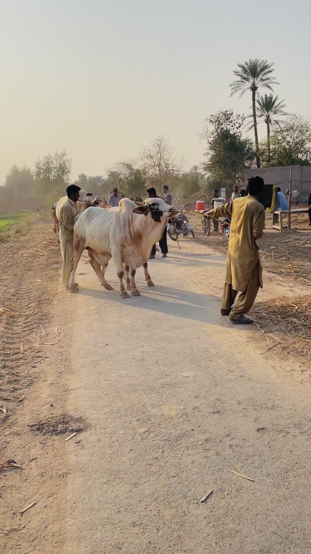 @Ustad Jee Cattle Farm