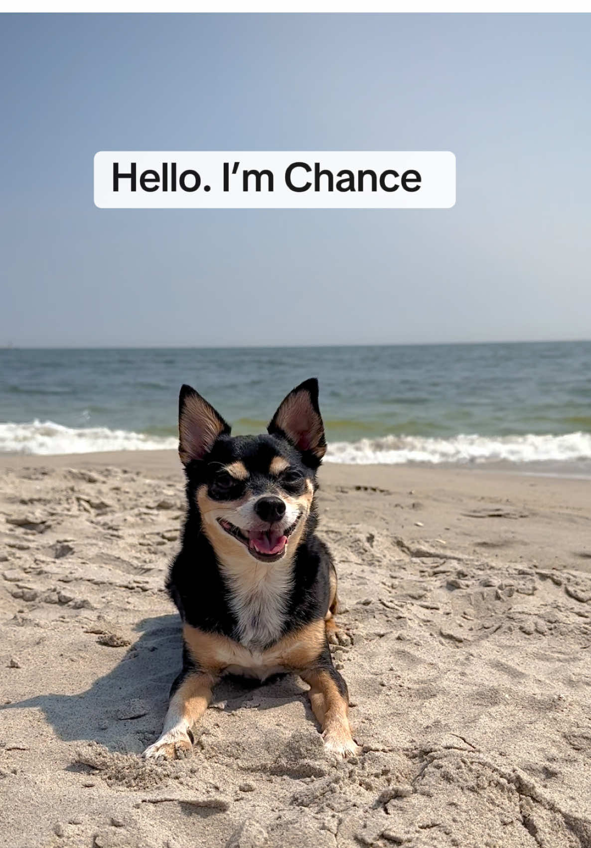 @nycdogadventures