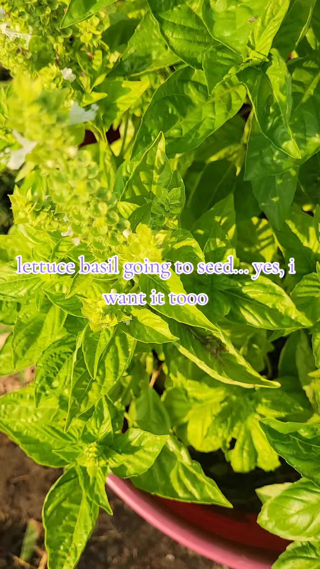 @TheNakedPlantLadyLLC