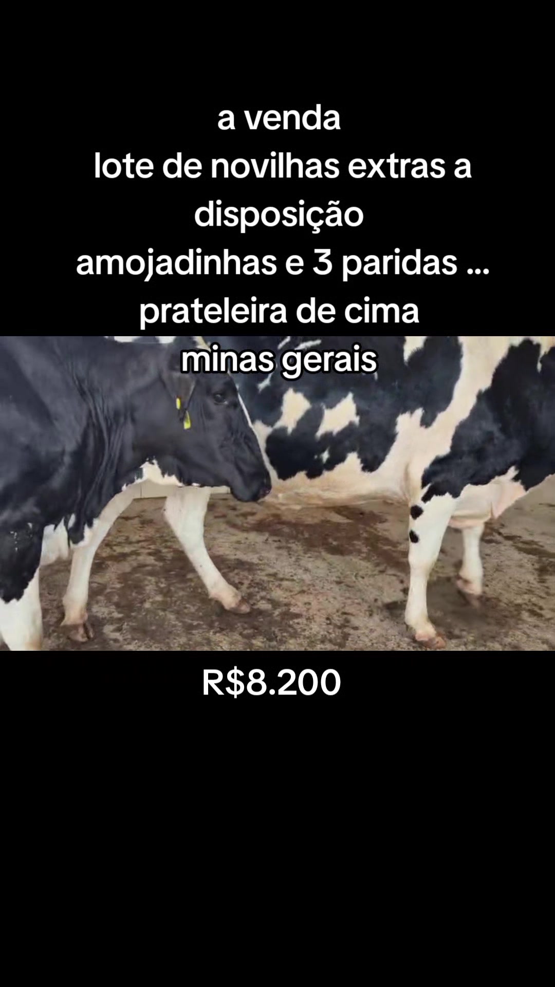 @marketing_do_gado