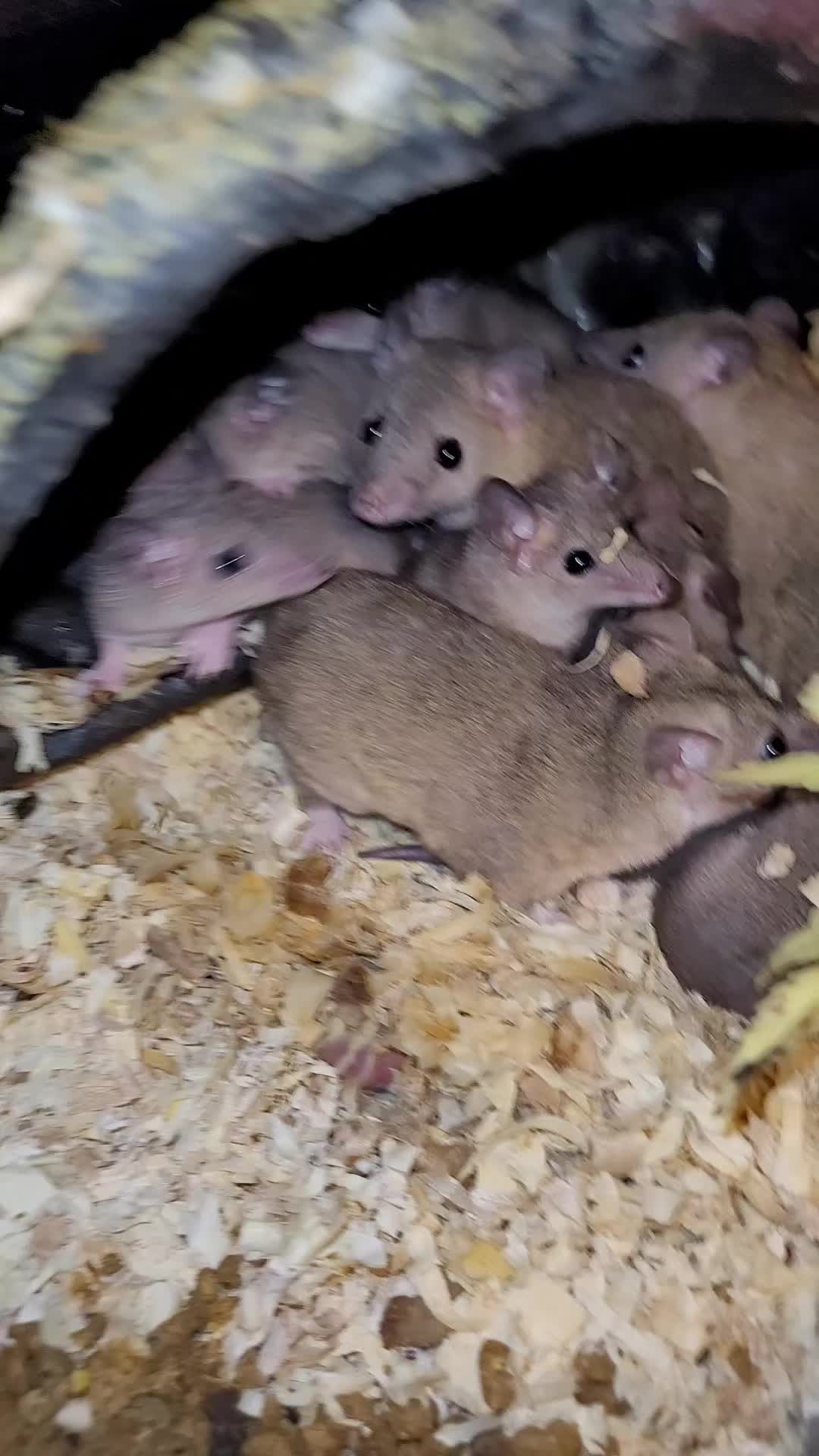 @My Little Exotic Zoo