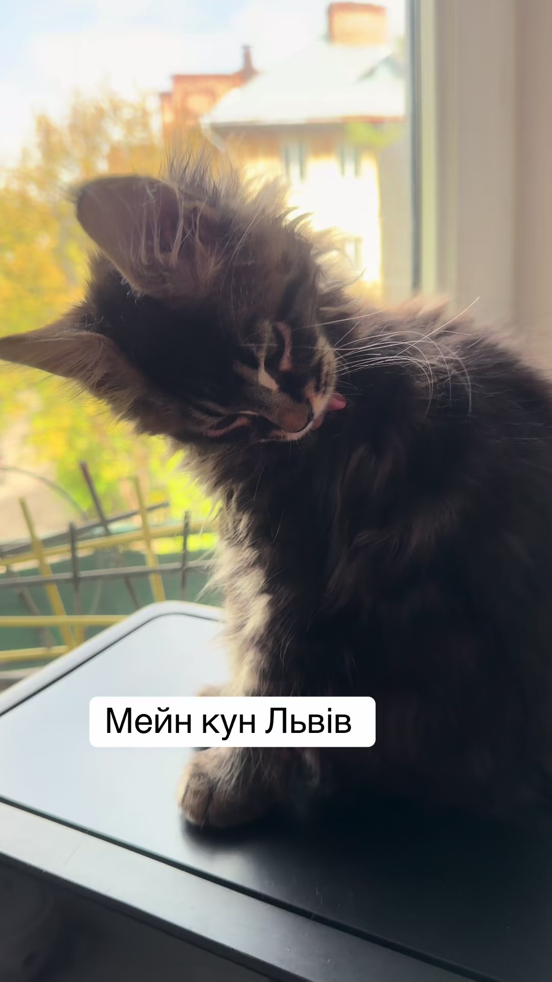 @PARAKENTOS*UA Maine coon