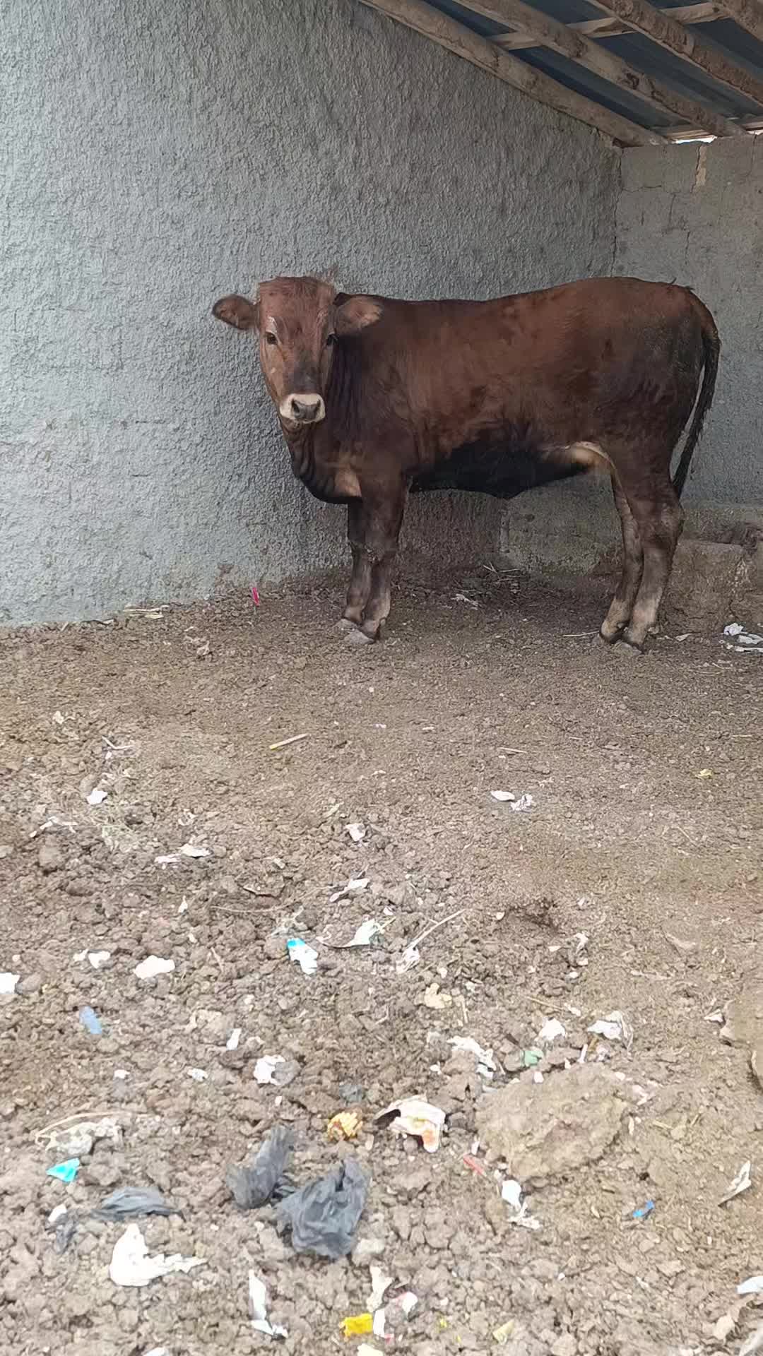 @Mehmet atılgan