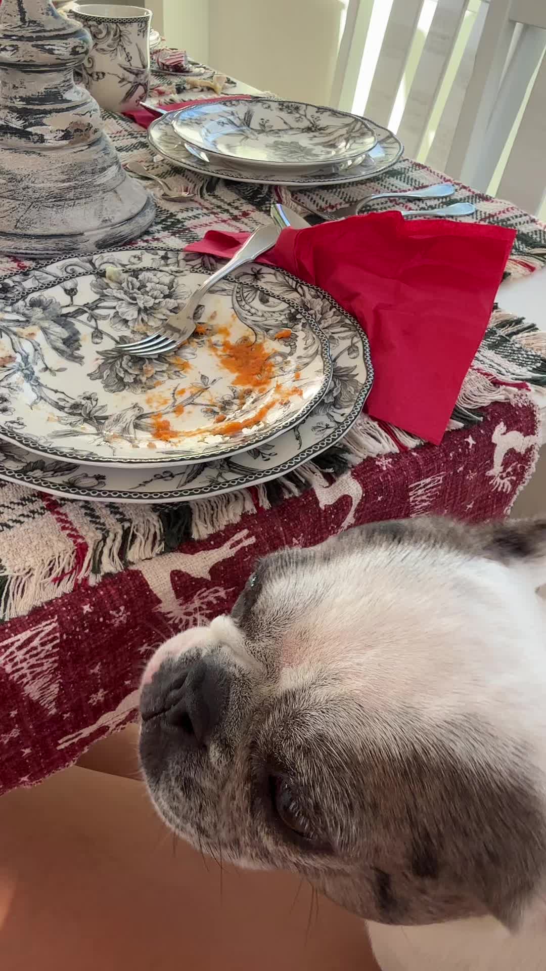 @Stella and Oreo