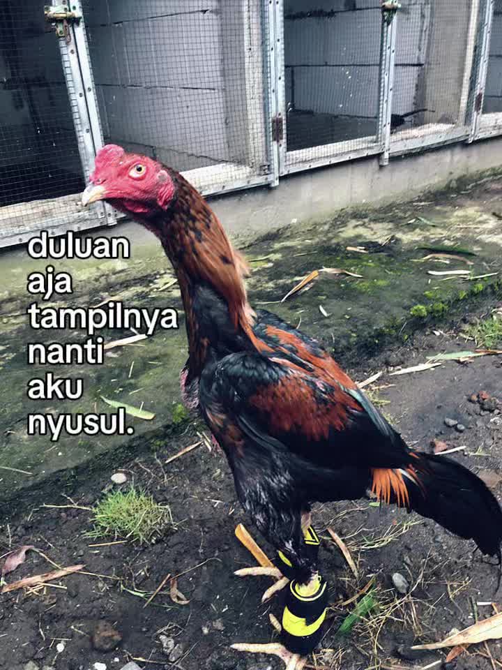 @Ernos 