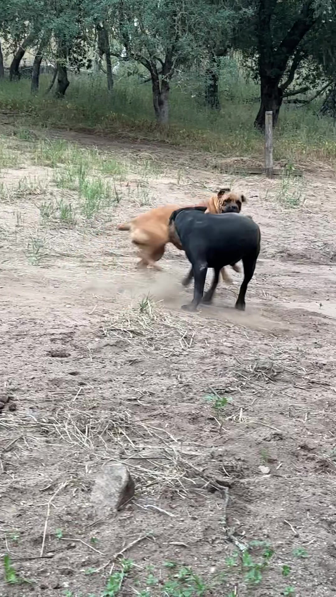 @Bigfoot Boerboels