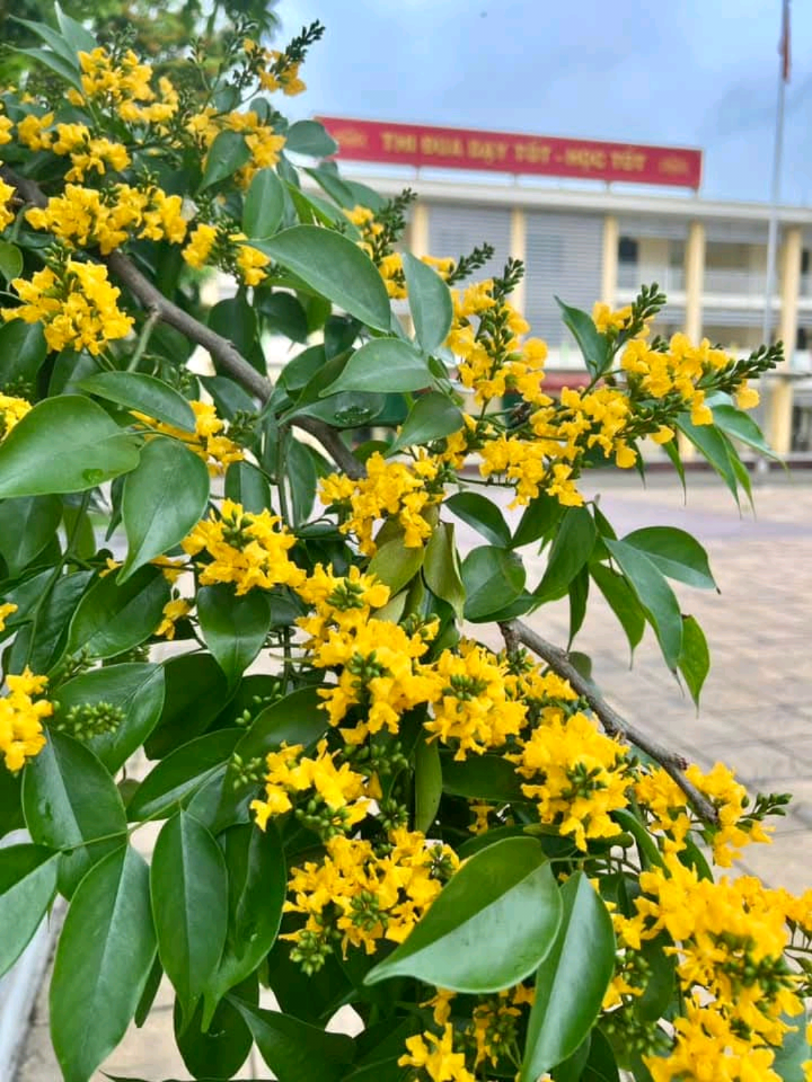 @Li&ecirc;n Đội Trường THCS Nguyễn Du