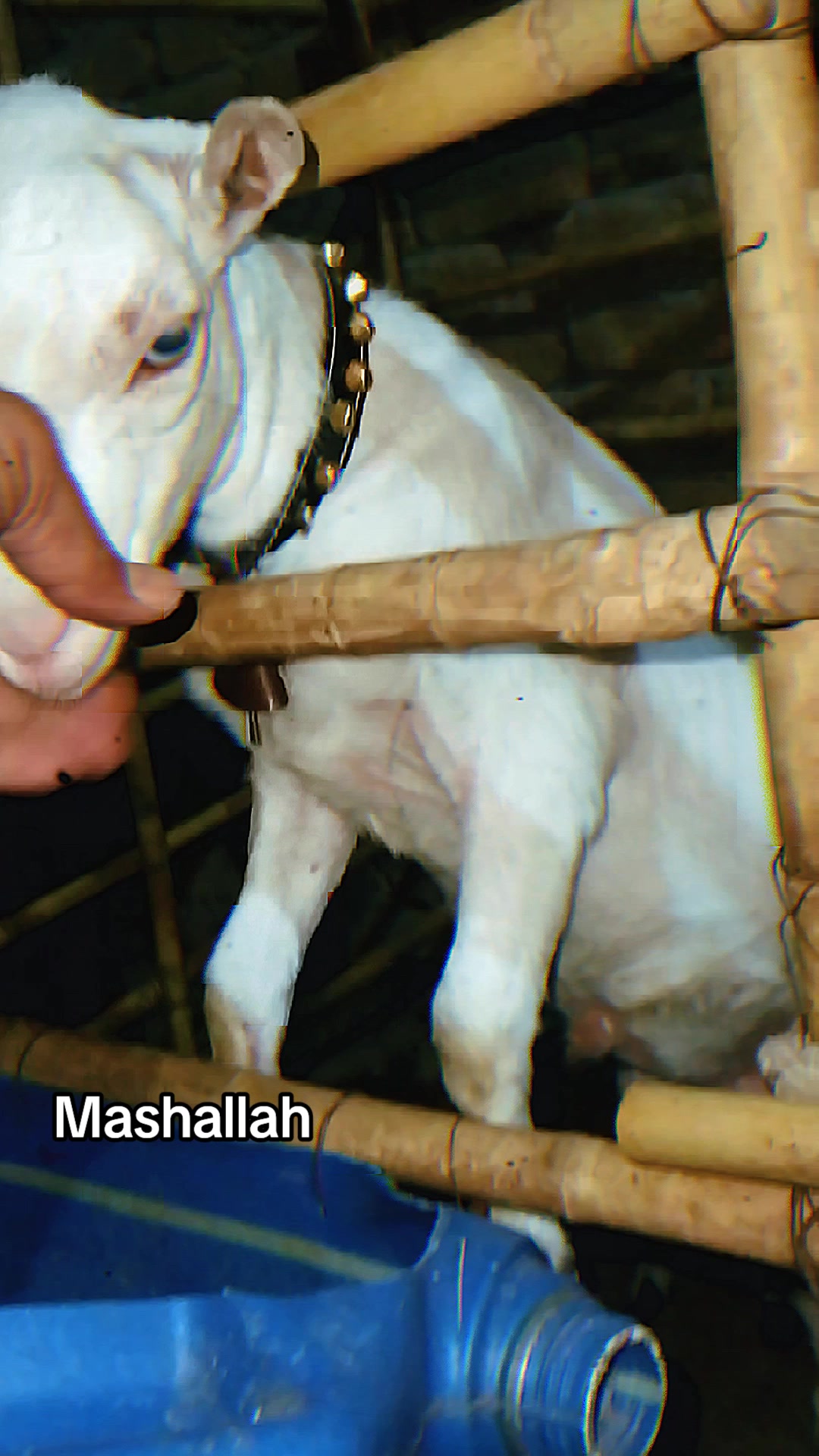 @M Mubashir Khan