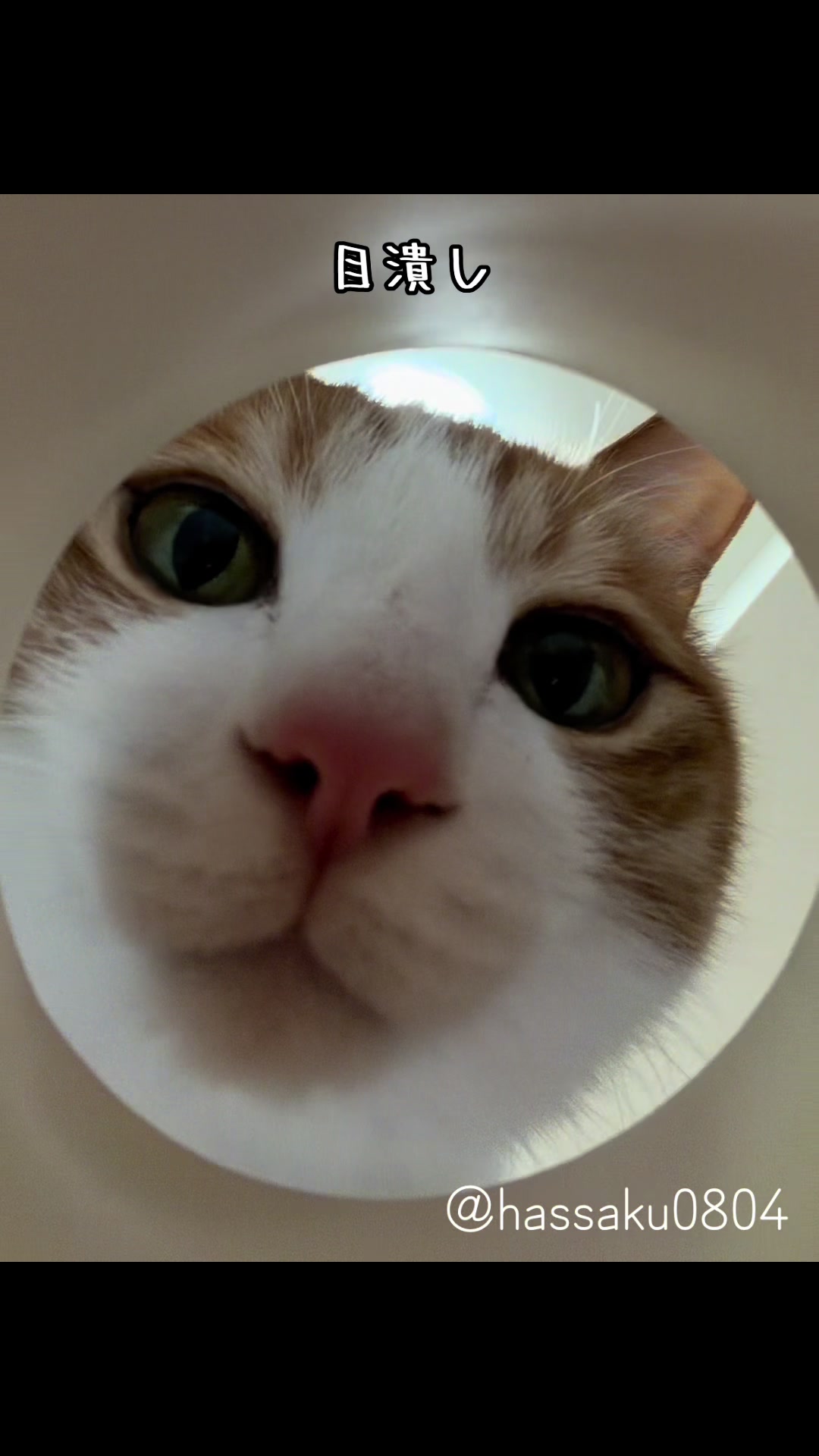 @猫のはっさく
