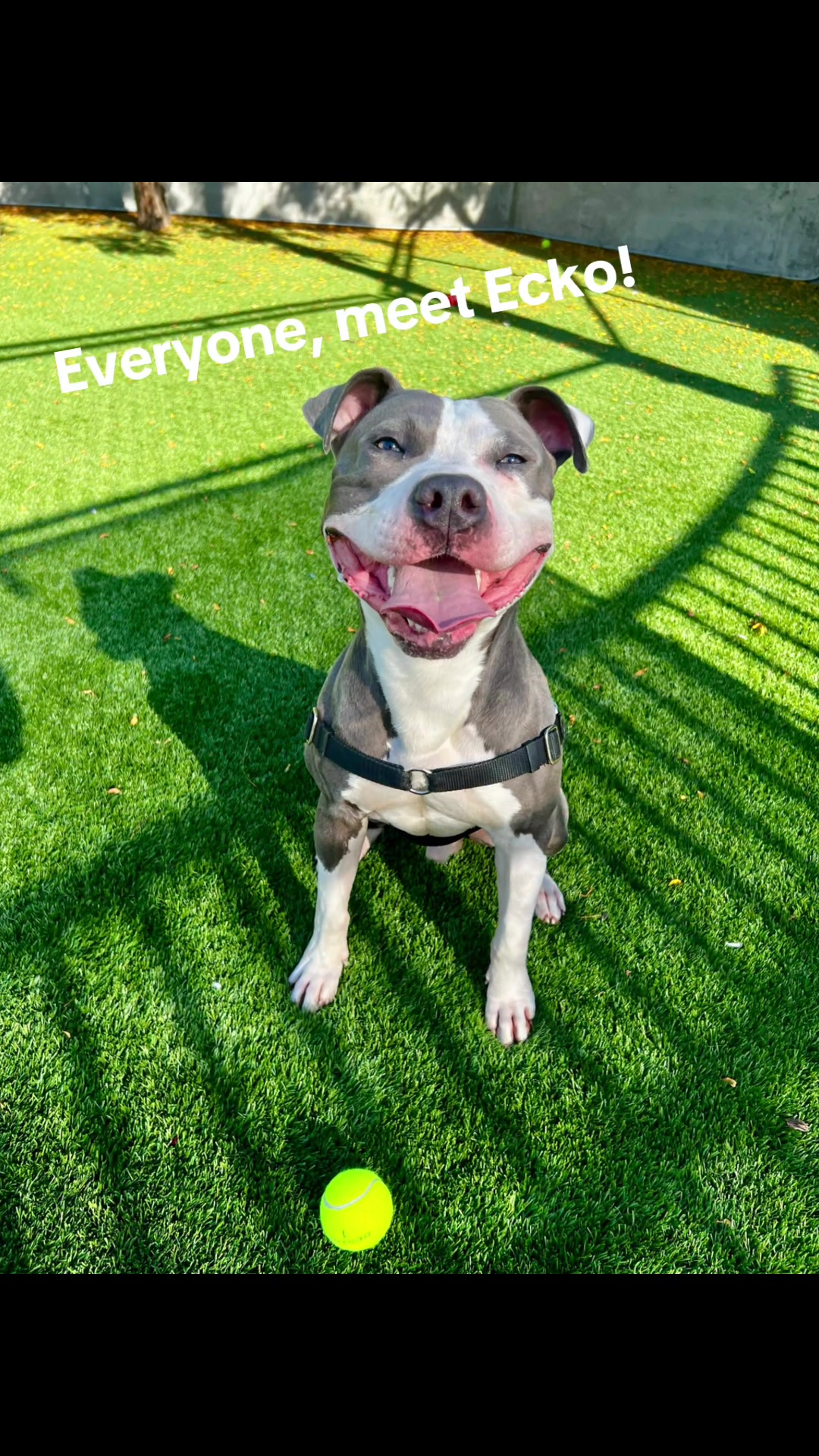 @Seattle Animal Shelter