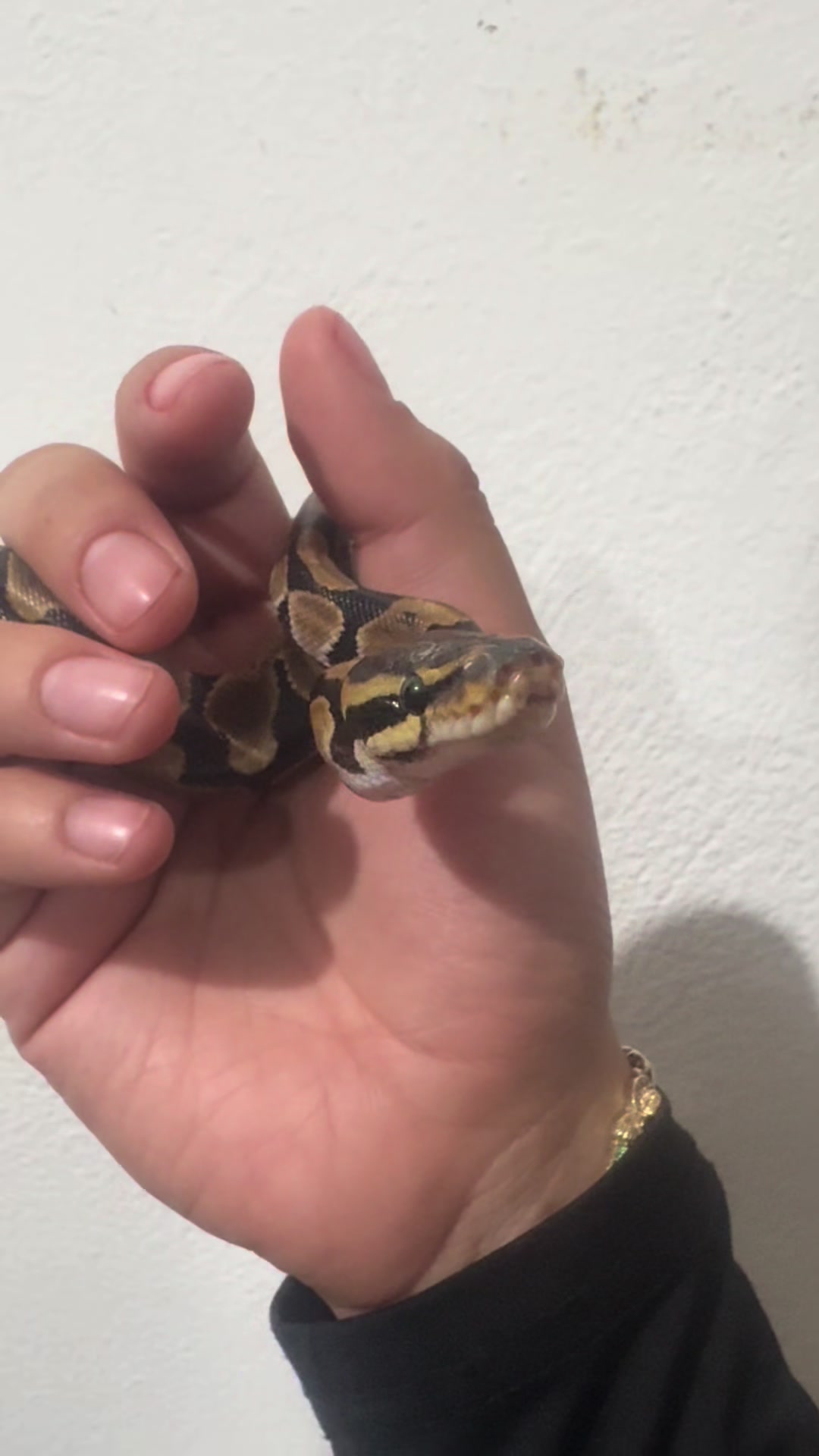 @🐆