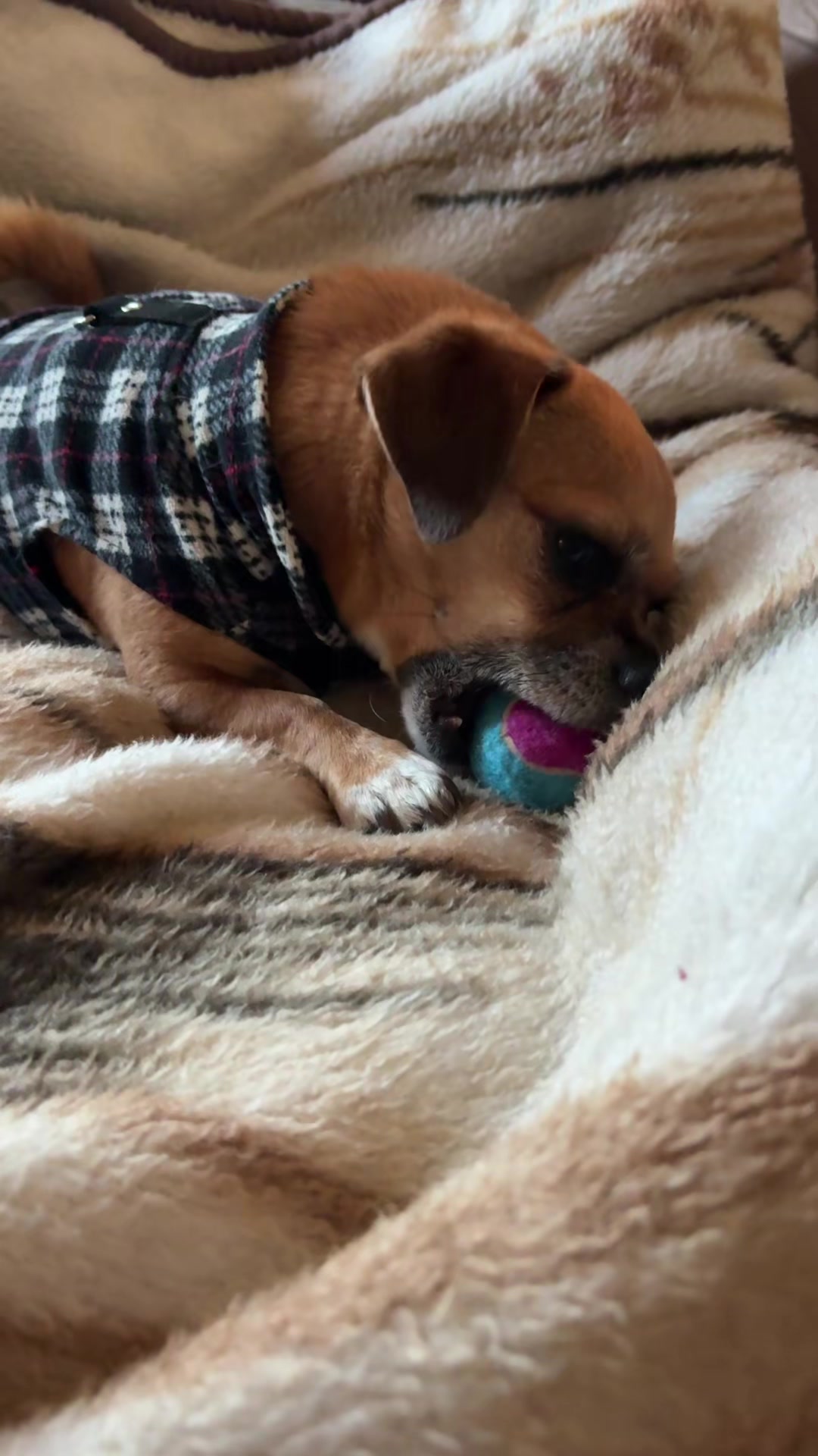 @ThePawfectDuo