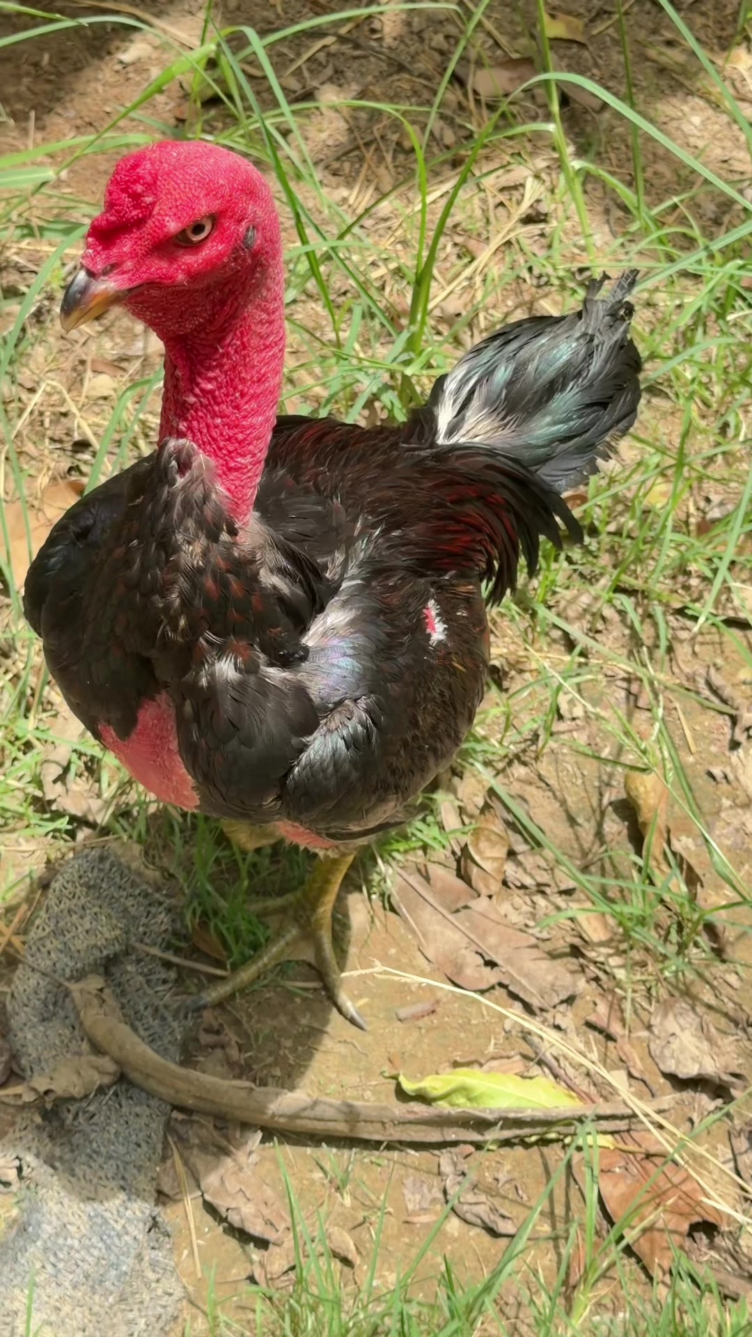 @Quốc kh&aacute;nh