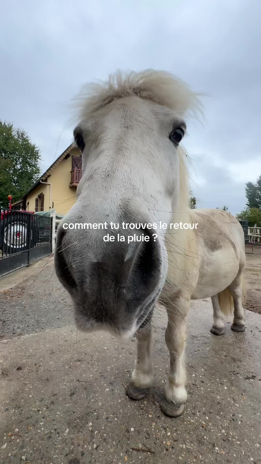 @benjyylepetitponey