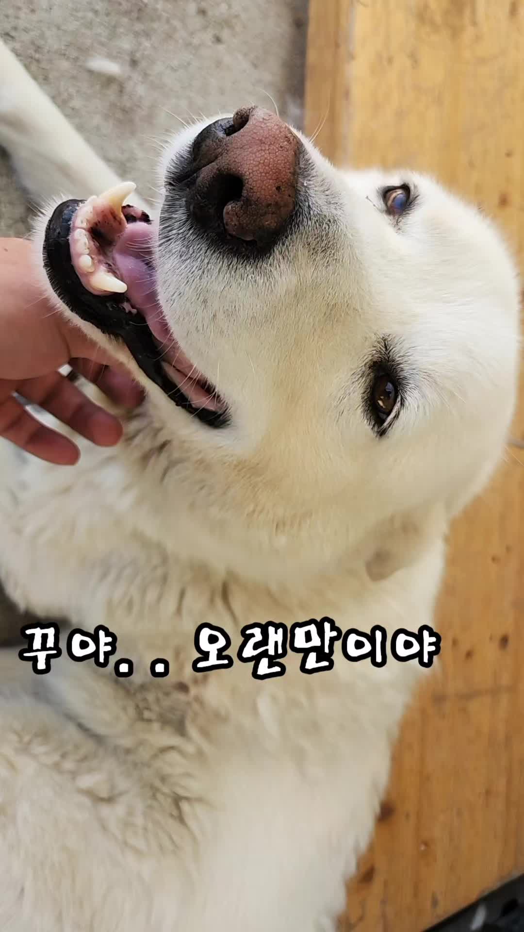 @김 새로이