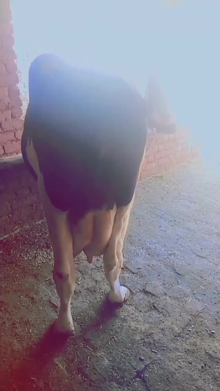 @zullkarnan