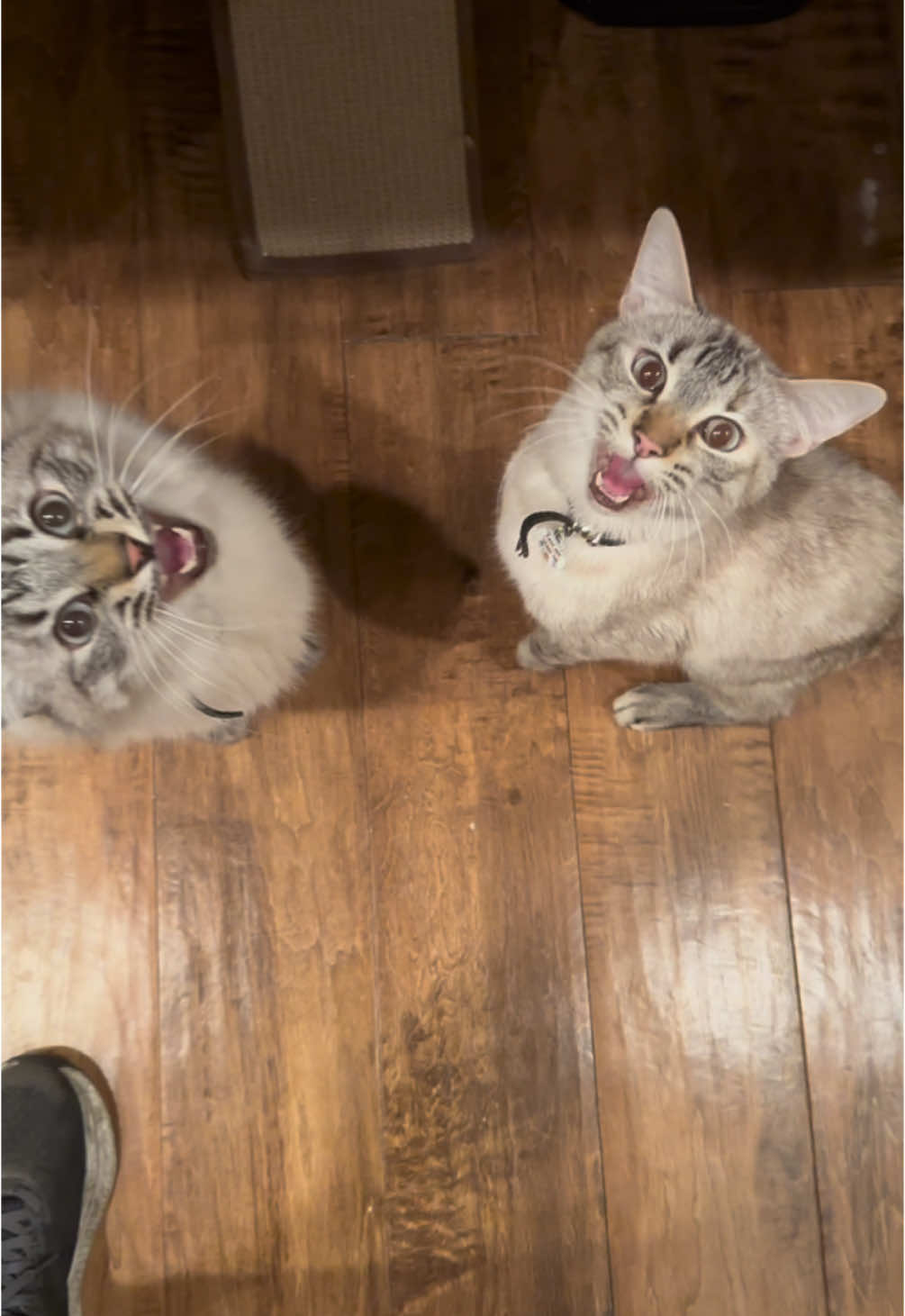 @Ricky and Lucy 🐈⬛