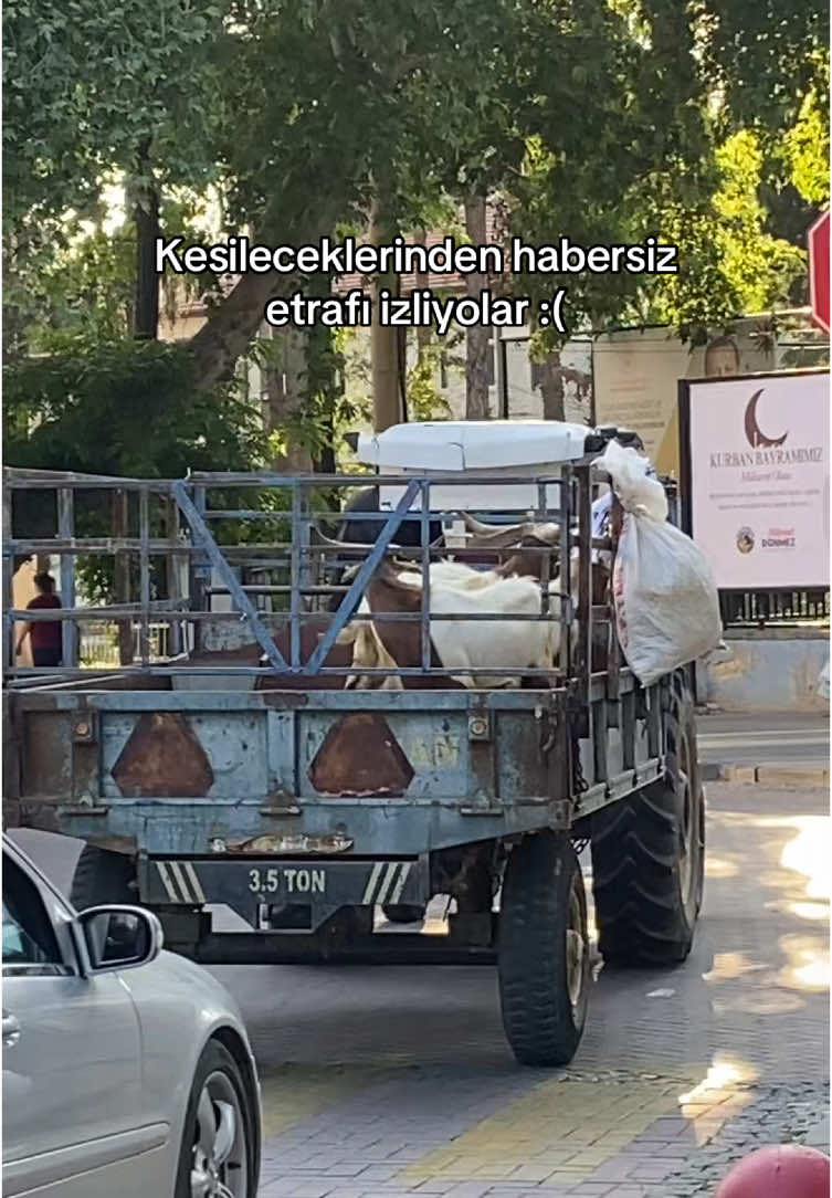 @Mercan