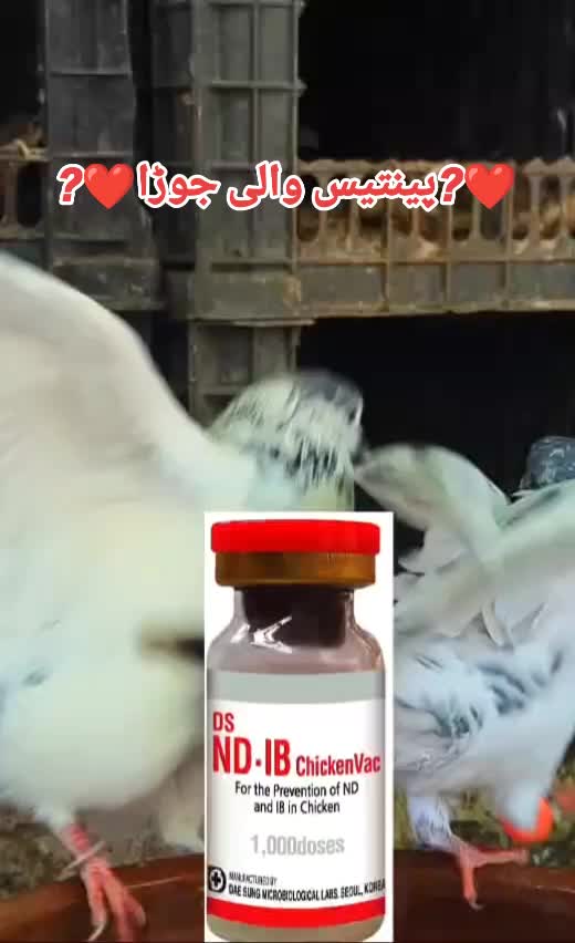 @ZahidZHB