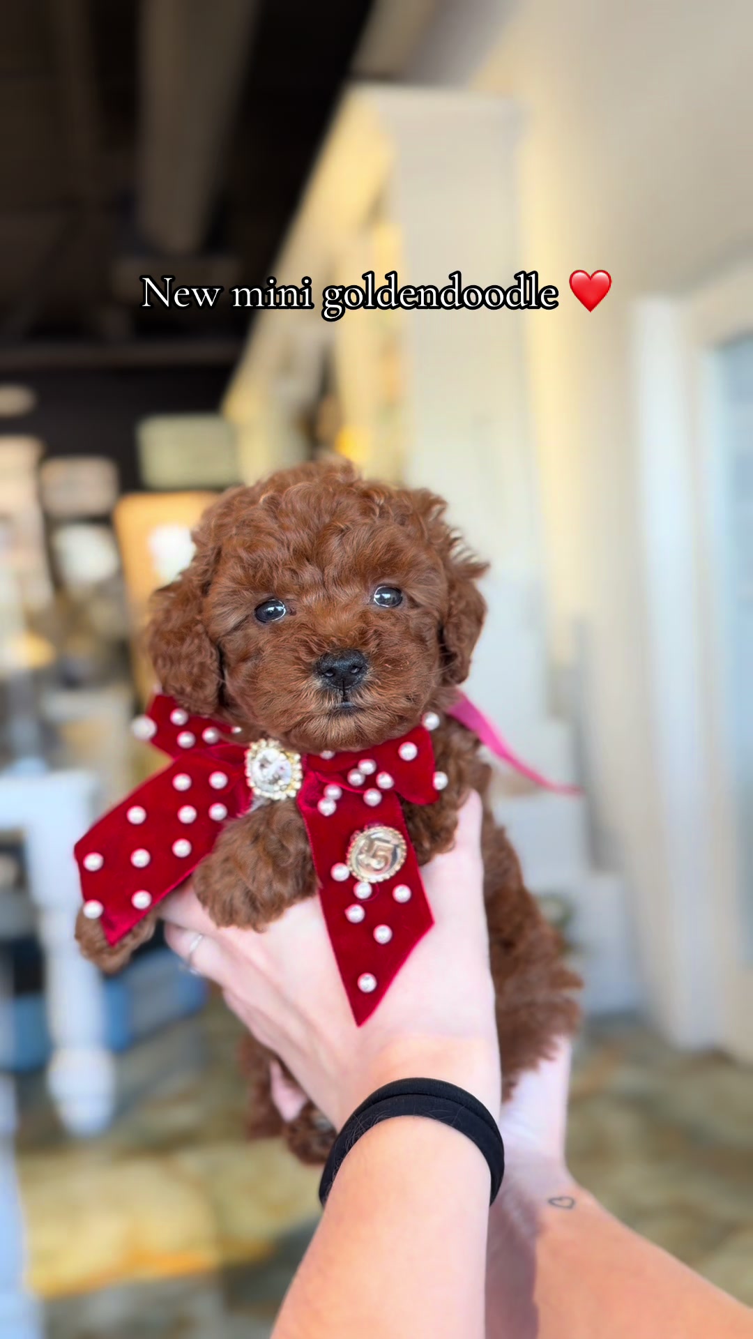 @TeaCups, Puppies & Boutique &reg;️