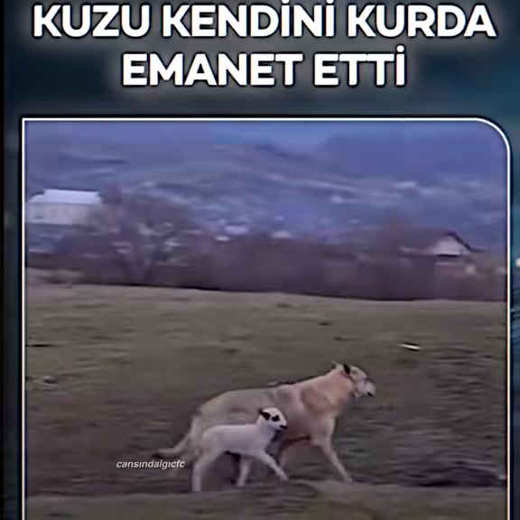 @cansindalgicfc