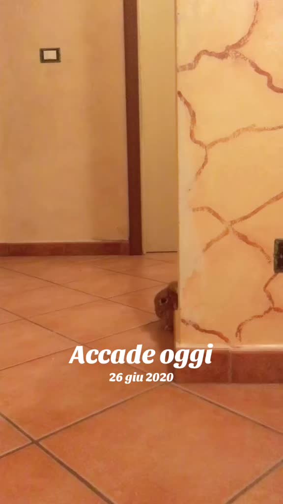 @❤️Gioia 746❤️