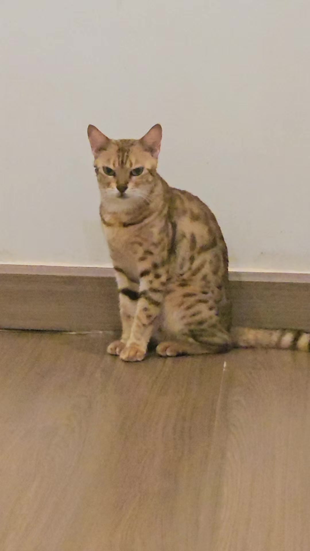 @layjudfamily🐾🐱