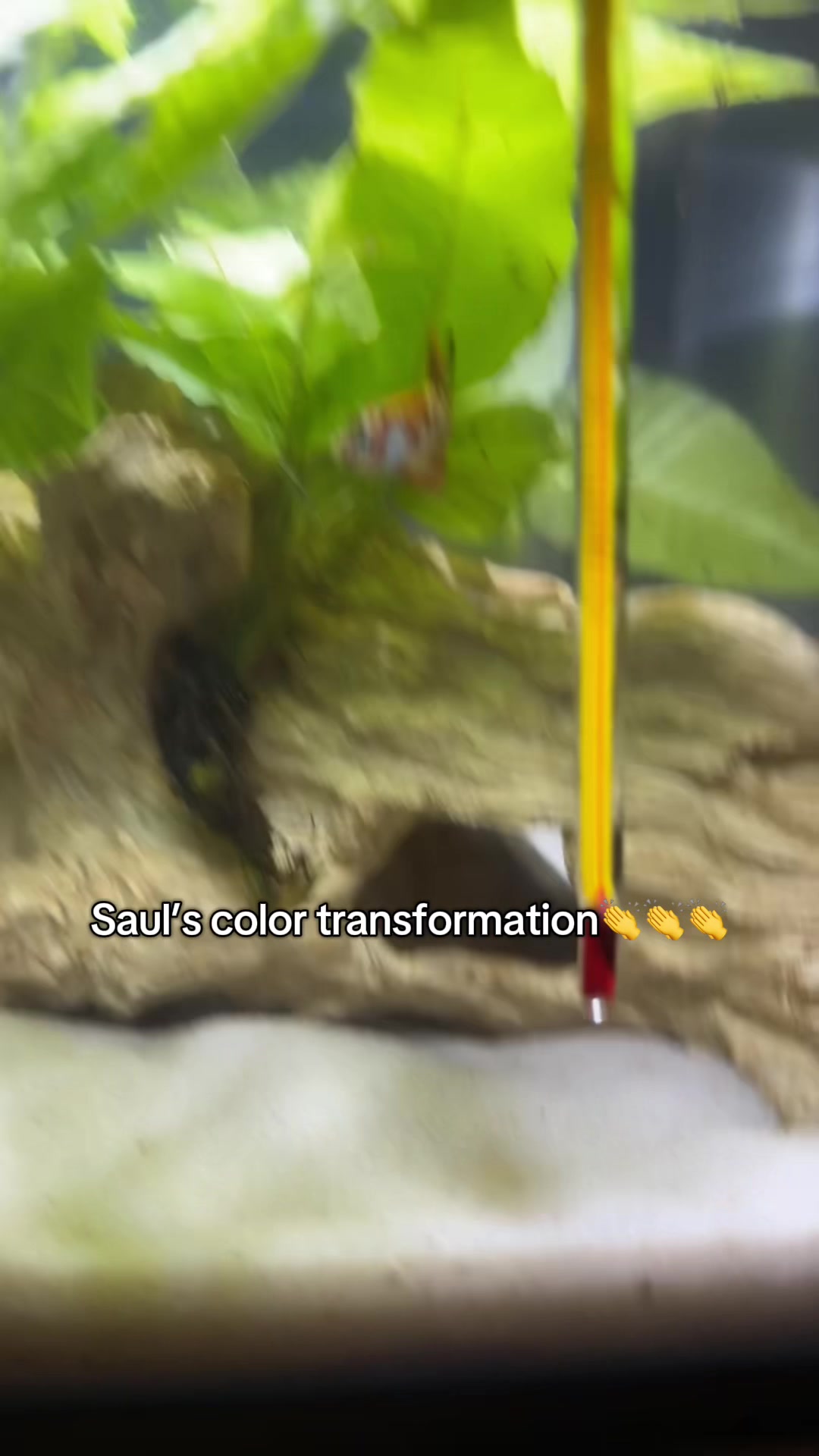 @betta fish