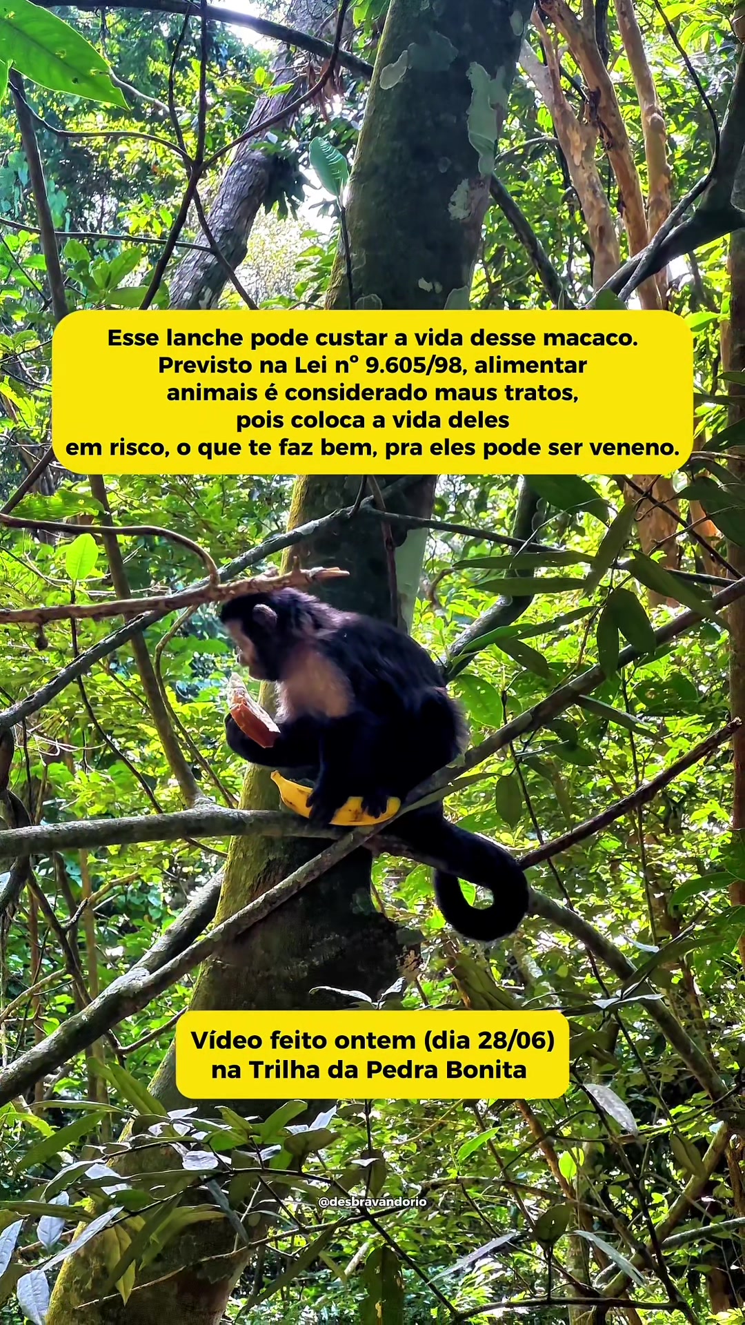 @@desbravandorio