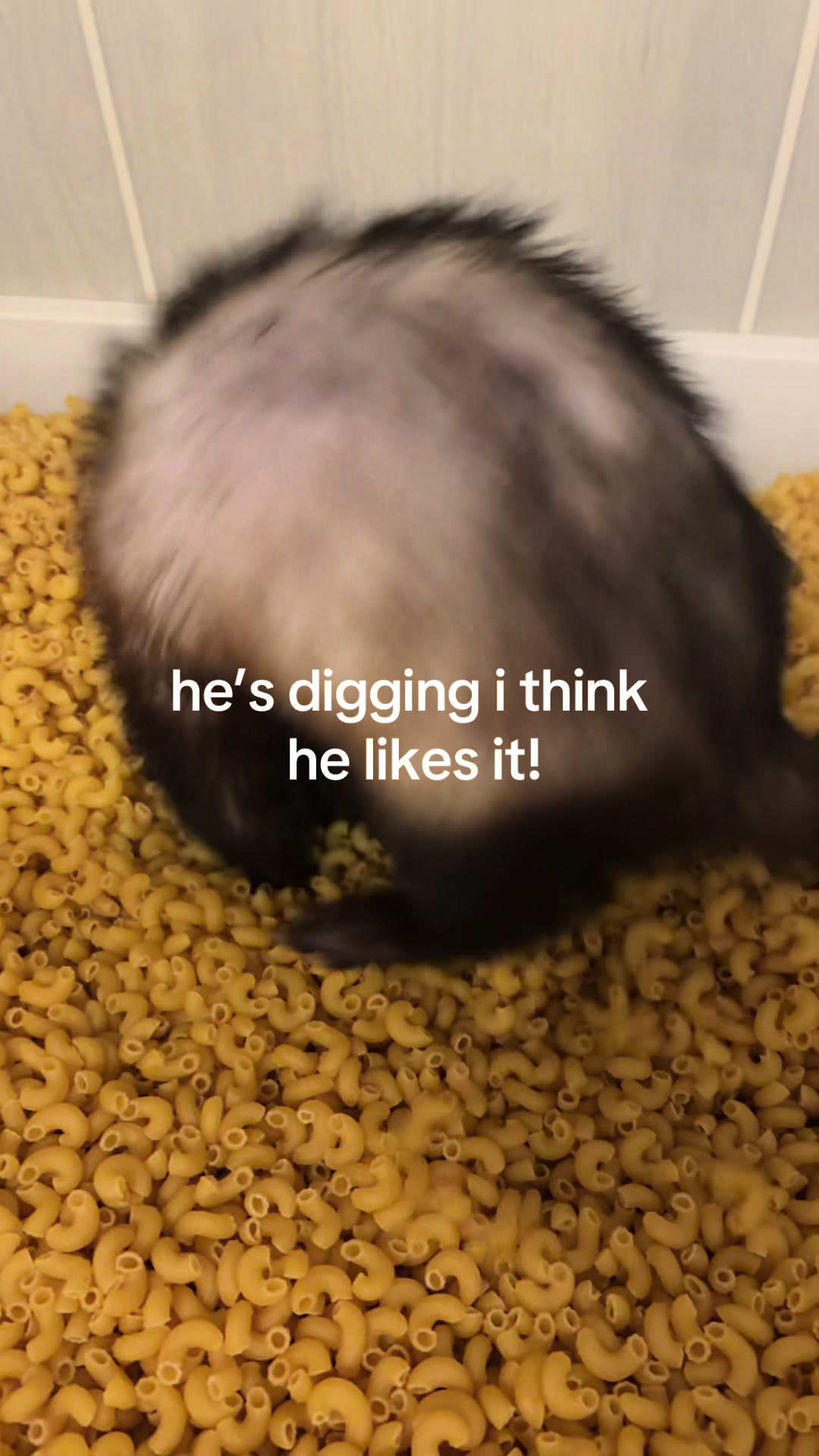 @𝑮𝑹𝑬𝑬𝑵𝑫𝑨𝒀𝑮𝑰𝑹𝑳