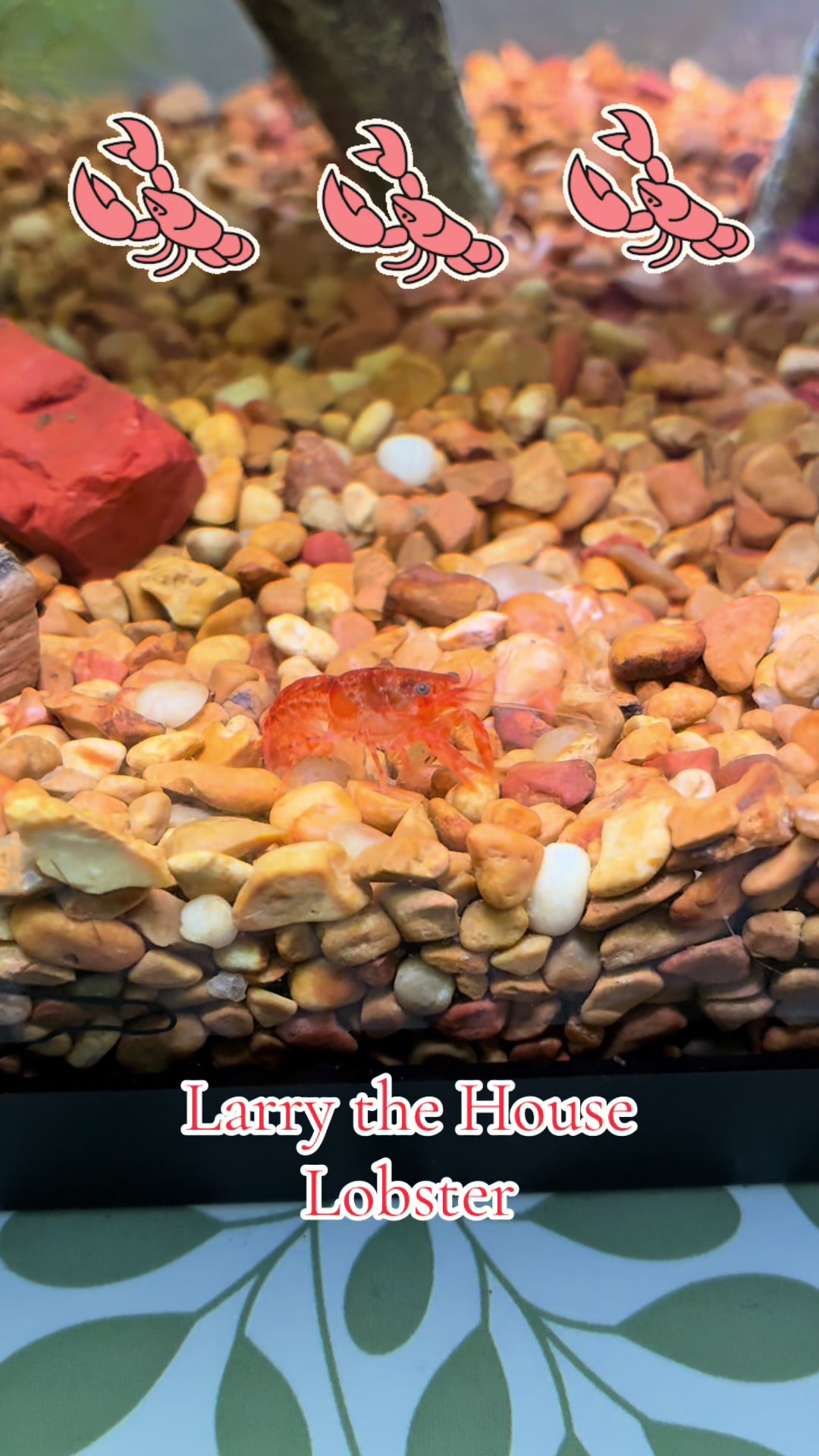 @Larry the House Lobster