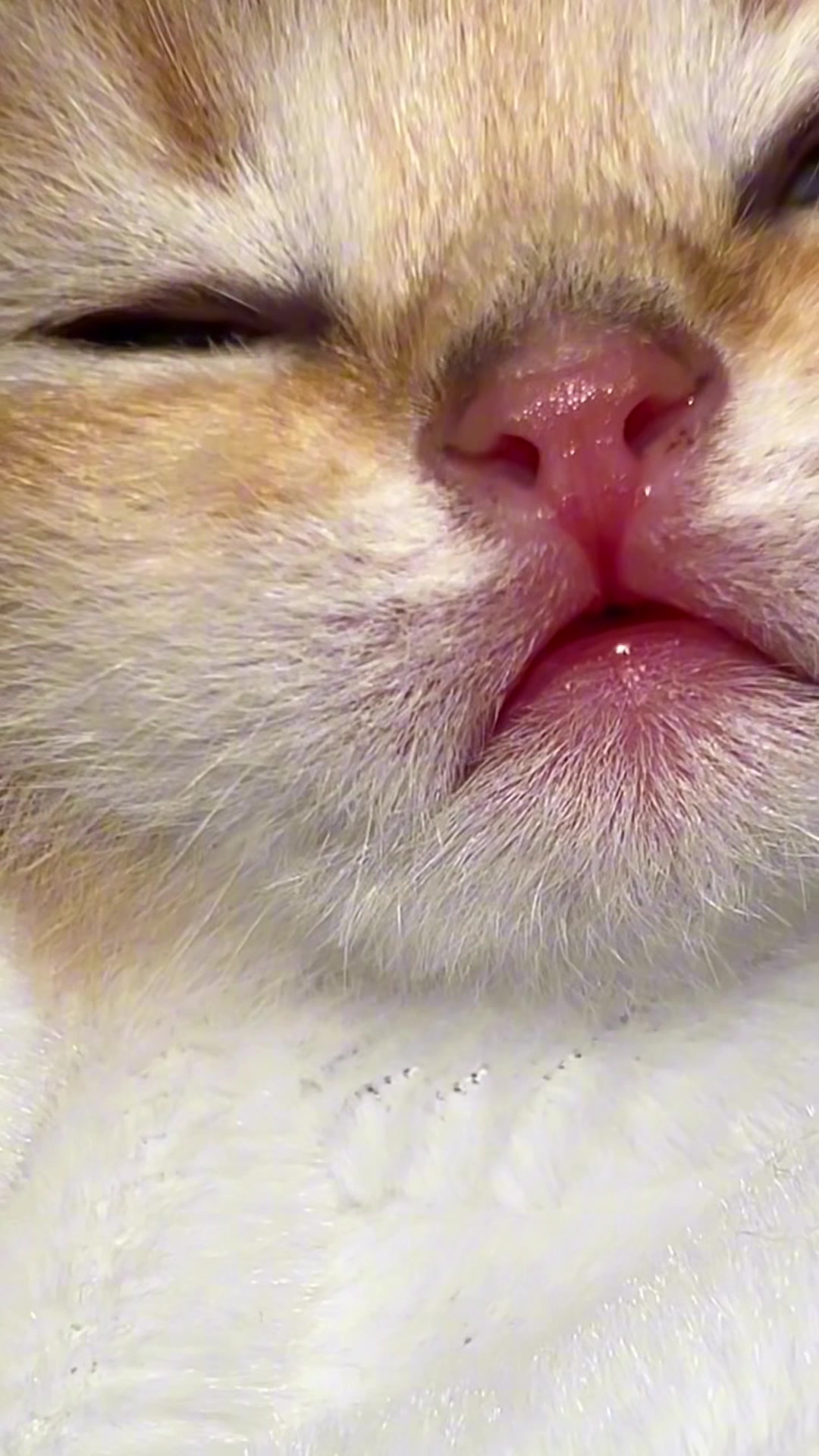 @Soothing Cats😻