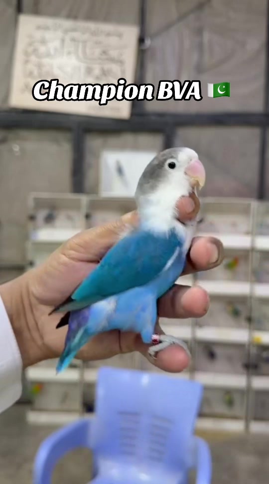 @AdilBirdsFarm