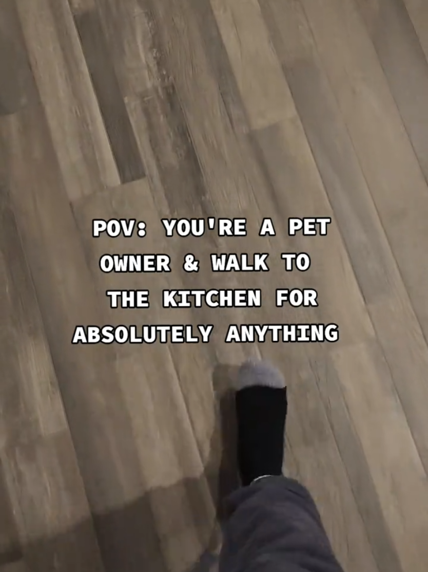 @Chase the Yorkie
