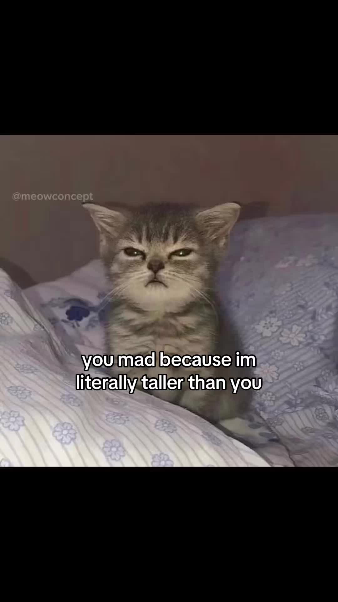@meowconcept