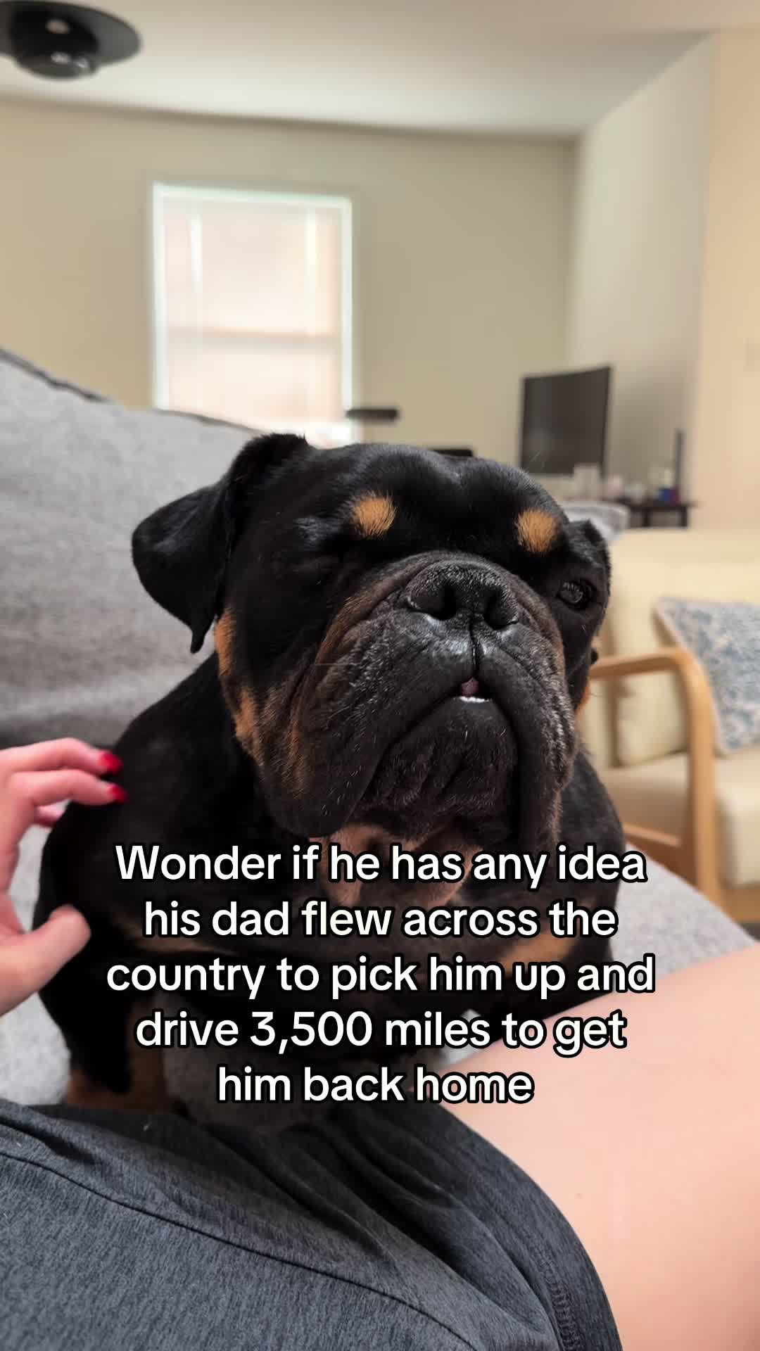 @Poptart The Bulldog